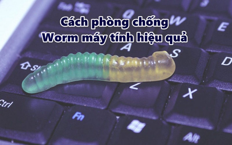 Cách phòng chống Worm hiệu quả